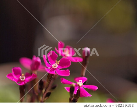 西班牙弗拉門戈花的特寫鏡頭開始綻放 98239198
