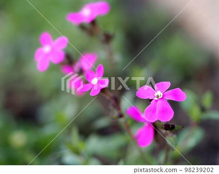 西班牙弗拉門戈花的特寫鏡頭開始綻放 98239202