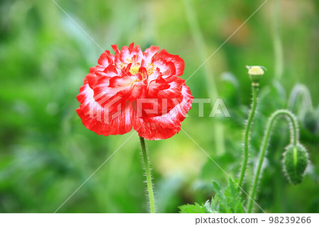 小籽粟花、雛粟、虞美人、孔子花、立春花、賽牡丹、滿川春、仙女草、虞美人草、雛芥菜、平地國花 98239266