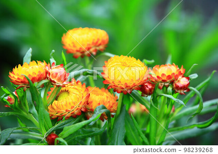 放蠟菊、栗色菊、七彩菊、野菊、鐵菊、脆菊、玻璃菊、乾菊、栗色菊花 放蠟菊、栗色菊、七彩菊、野菊、鐵菊、脆菊、玻璃菊、乾菊、栗色菊花 98239268