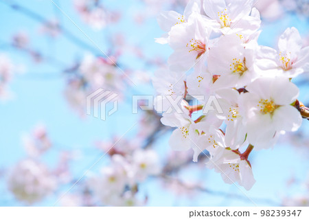 Cherry blossoms in full bloom against the blue sky 98239347