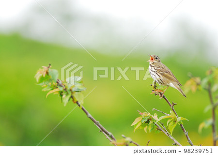 Hoaoka Nagano Prefecture Kirigamine高原 Hoaoka Nagano Prefecture Kirigamine高原 98239751