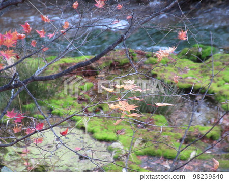 Chutsubomigoke, Nakanojo Town, Gunma Prefecture Autumn Leaves 98239840
