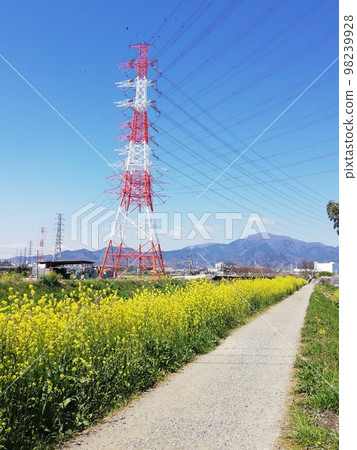 Nanohana spring 2023 starts here Nanohana spring 2023 starts here 98239928