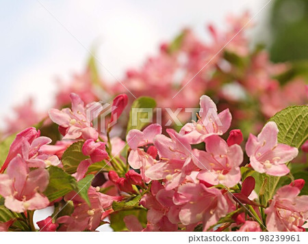 錦帶花特寫 98239961