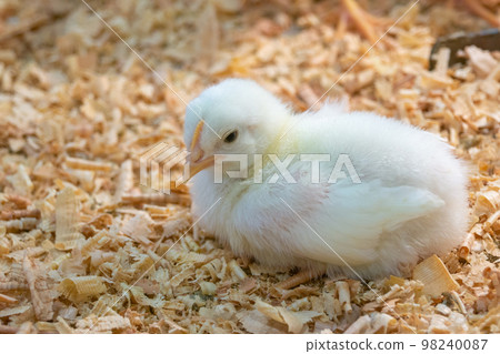 Close-up of a flock of chicks Close-up of a flock of chicks 98240087