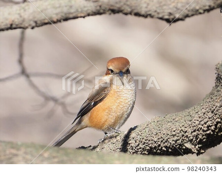 Shrike looking here 98240343