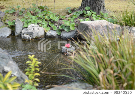 Kyoto Jonangu Camellia Kyoto Jonangu Camellia 98240530
