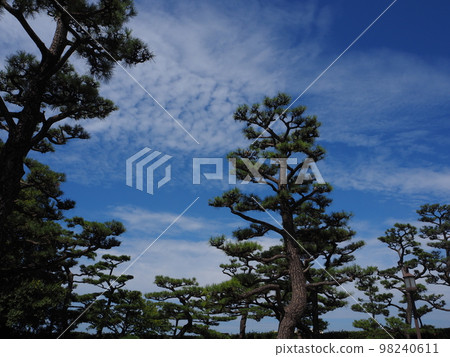 Pine tree Pine tree 98240611