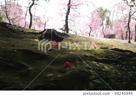 京都城南宮的垂梅和山茶花 98240846