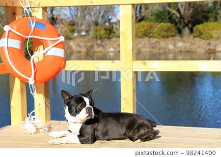 Mighty-kun, a Boston Terrier staring cutely on the deck of Otagayanuma, Tsurugashima City Athletic Park, a place of relaxation throughout the four seasons♡ Mighty-kun, a Boston Terrier staring cutely on the deck of Otagayanuma, Tsurugashima City Athletic Park, a place of relaxation throughout the four seasons♡ 98241400