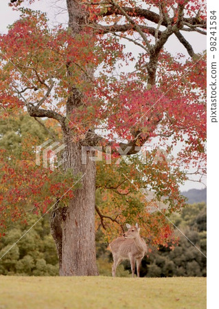 Nara deer Nara deer 98241584