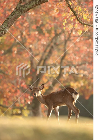 Nara deer Nara deer 98241628