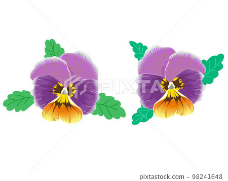 Purple pansy 98241648