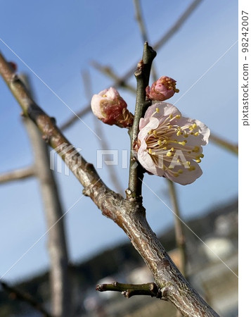 Plum blossom Plum blossom 98242007