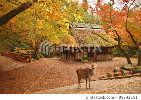 Nara deer 98242151