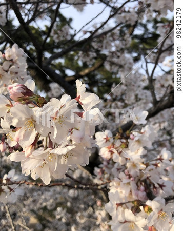 Cherry tree in full bloom  98242179