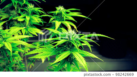Closeup single cannabis plant with gratifying full grown bud ready for harvested 98242669