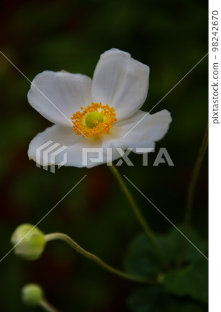 打破碗花花 打破碗花花 98242670
