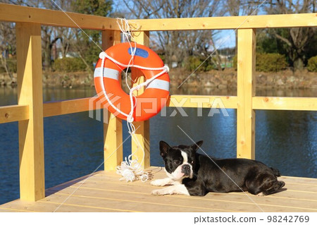 My dog, Boston Terrier, Mighty, stares at the square on the deck of Otagayanuma, Tsurugashima City Athletic Park, a place of relaxation throughout the four seasons♡ My dog, Boston Terrier, Mighty, stares at the square on the deck of Otagayanuma, Tsurugashima City Athletic Park, a place of relaxation throughout the four seasons♡ 98242769