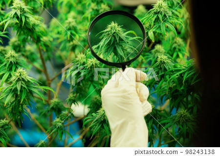 Scientist inspects gratifying buds on cannabis plant using magnifying glass. Scientist inspects gratifying buds on cannabis plant using magnifying glass. 98243138