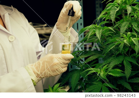 Gratifying cannabis plant inside indoor farm and scientist inspecting CBD oil. 98243143