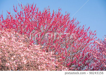 梅花和藍天 梅花和藍天 98243156