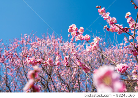 梅花和藍天 梅花和藍天 98243160