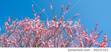 Plum blossoms and blue sky Plum blossoms and blue sky 98243161