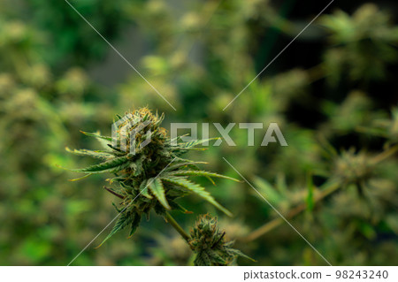 Closeup gratifying cannabis hemp with bud in grow facility, indoor farm. Closeup gratifying cannabis hemp with bud in grow facility, indoor farm. 98243240