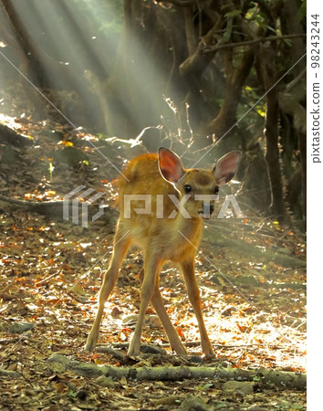 Nara deer 98243244