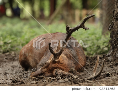 Nara deer 98243268