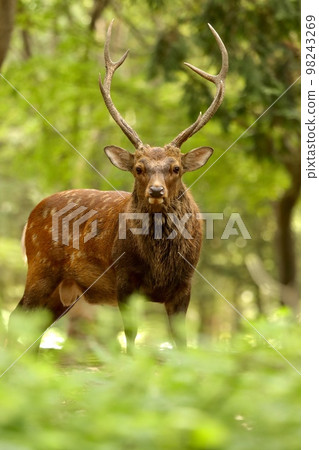Nara deer 98243269