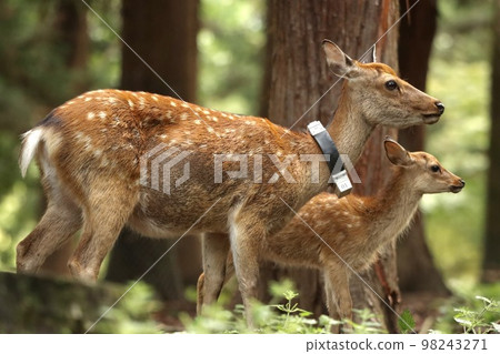 Nara deer Nara deer 98243271