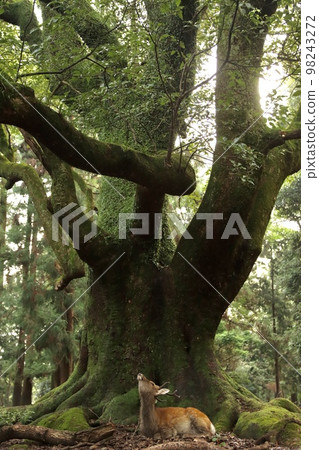 Nara deer Nara deer 98243272