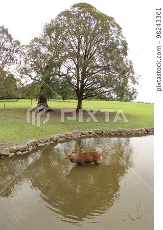 Nara deer 98243301