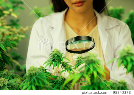 Scientist inspects gratifying buds on cannabis plant using magnifying glass. 98243378