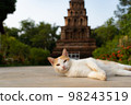 A cat living in a temple 98243519