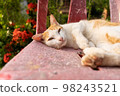 Relaxing cat 98243521