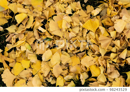 沿著一排銀杏樹 98243529