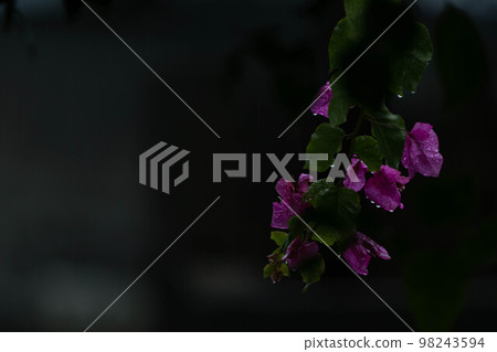 Bougainvillea before dawn Bougainvillea before dawn 98243594