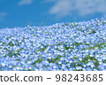 日立海濱公園三晴山上的 Nemophila 98243685