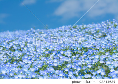日立海濱公園三晴山上的 Nemophila 98243685