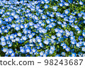 日立海濱公園三晴山上的 Nemophila 98243687