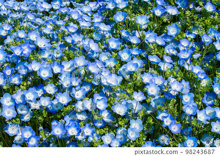日立海濱公園三晴山上的 Nemophila 98243687