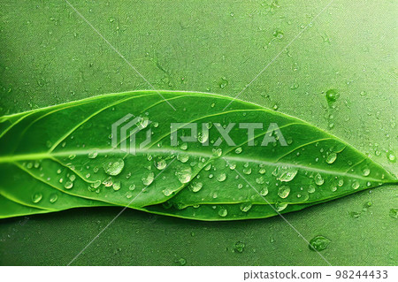 Green leaf background close up view. Nature foliage abstract. Beautifule leave texture. 98244433