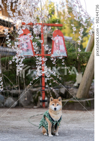 柴犬在櫻花樹下玩耍 柴犬在櫻花樹下玩耍 98244736