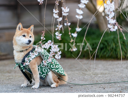 柴犬在櫻花樹下玩耍 柴犬在櫻花樹下玩耍 98244737