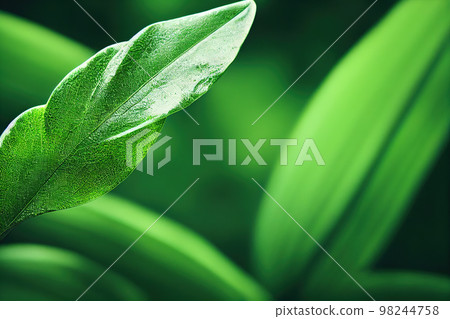 Green leaf background close up view. Nature foliage abstract. Beautifule leave texture. 98244758