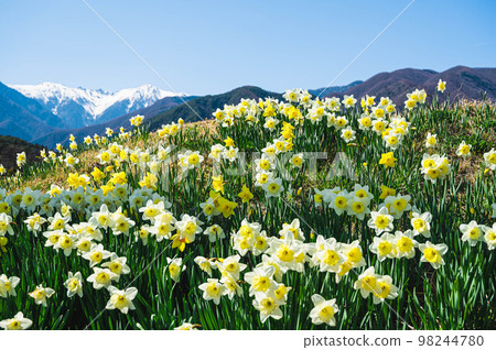 駒根市水仙花和光善寺前的木曾駒岳 98244780